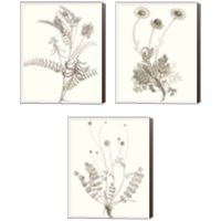 Framed 'Neutral Botanical Study 3 Piece Canvas Print Set' border=