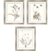 Framed Neutral Botanical Study 3 Piece Framed Art Print Set