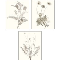 Framed Neutral Botanical Study 3 Piece Art Print Set