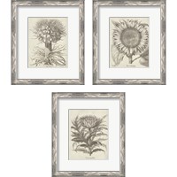 Framed 'Fresco Artichoke 3 Piece Framed Art Print Set' border=