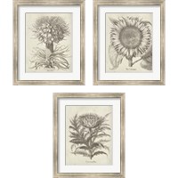 Framed 'Fresco Artichoke 3 Piece Framed Art Print Set' border=