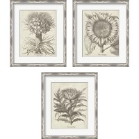 Framed 'Fresco Artichoke 3 Piece Framed Art Print Set' border=