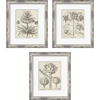 Framed 'Fresco Artichoke 3 Piece Framed Art Print Set' border=