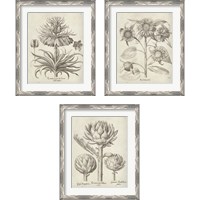 Framed 'Fresco Artichoke 3 Piece Framed Art Print Set' border=