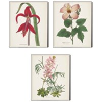 Framed 'Antique BotanicalCream 3 Piece Canvas Print Set' border=