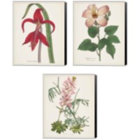 Framed Antique BotanicalCream 3 Piece Canvas Print Set