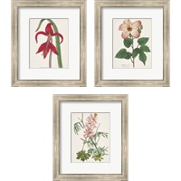 Framed 'Antique BotanicalCream 3 Piece Framed Art Print Set' border=