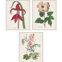 Framed Antique BotanicalCream 3 Piece Art Print Set