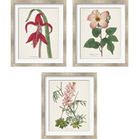Framed 'Antique BotanicalCream 3 Piece Framed Art Print Set' border=