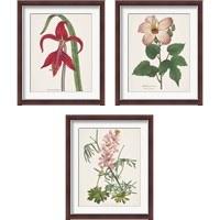 Framed Antique BotanicalCream 3 Piece Framed Art Print Set