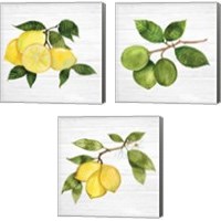 Framed 'Citrus Garden Shiplap 3 Piece Canvas Print Set' border=