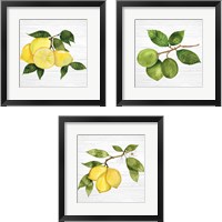 Framed Citrus Garden Shiplap 3 Piece Framed Art Print Set