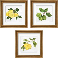 Framed 'Citrus Garden Shiplap 3 Piece Framed Art Print Set' border=