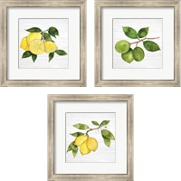 Framed 'Citrus Garden Shiplap 3 Piece Framed Art Print Set' border=