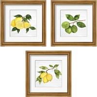 Framed Citrus Garden Shiplap 3 Piece Framed Art Print Set