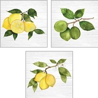 Framed Citrus Garden Shiplap 3 Piece Art Print Set