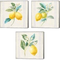 Framed Floursack Lemons Sq Navy 3 Piece Canvas Print Set