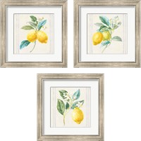 Framed Floursack Lemons Sq Navy 3 Piece Framed Art Print Set