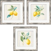 Framed 'Floursack Lemons Sq Navy 3 Piece Framed Art Print Set' border=