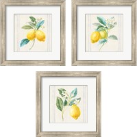Framed 'Floursack Lemons Sq Navy 3 Piece Framed Art Print Set' border=