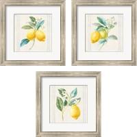 Framed Floursack Lemons Sq Navy 3 Piece Framed Art Print Set