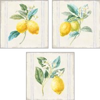 Framed Floursack Lemons Sq Navy 3 Piece Art Print Set
