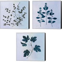 Framed 'Botanical StudyBlue 3 Piece Canvas Print Set' border=