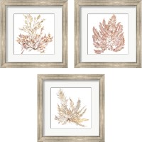 Framed 'Pacific Sea Mosses 3 Piece Framed Art Print Set' border=