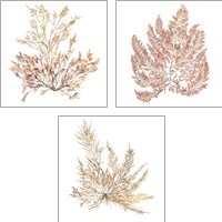 Framed Pacific Sea Mosses 3 Piece Art Print Set