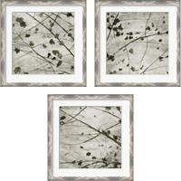 Framed 'Laced Sky 3 Piece Framed Art Print Set' border=