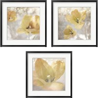 Framed 'Yellow Tulip 3 Piece Framed Art Print Set' border=