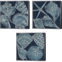 Framed Marine Shells 3 Piece Canvas Print Set