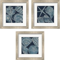 Framed Marine Shells 3 Piece Framed Art Print Set