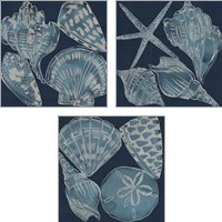 Framed Marine Shells 3 Piece Art Print Set