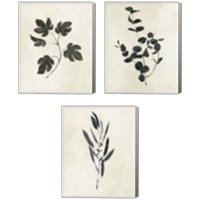 Framed Botanical Study 3 Piece Canvas Print Set