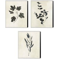 Framed Botanical Study 3 Piece Canvas Print Set