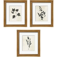 Framed 'Botanical Study 3 Piece Framed Art Print Set' border=