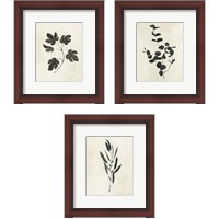 Framed 'Botanical Study 3 Piece Framed Art Print Set' border=