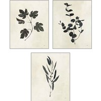 Framed 'Botanical Study 3 Piece Art Print Set' border=