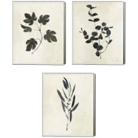 Framed 'Botanical Study 3 Piece Canvas Print Set' border=