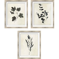 Framed Botanical Study 3 Piece Framed Art Print Set