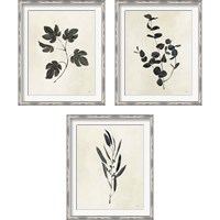 Framed Botanical Study 3 Piece Framed Art Print Set