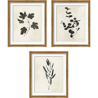 Framed 'Botanical Study 3 Piece Framed Art Print Set' border=