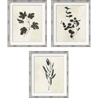 Framed 'Botanical Study 3 Piece Framed Art Print Set' border=