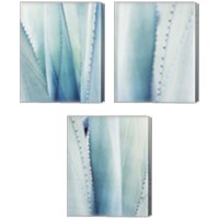 Framed 'Pale Blue Agave 3 Piece Canvas Print Set' border=