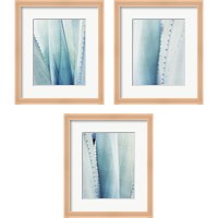 Framed 'Pale Blue Agave 3 Piece Framed Art Print Set' border=