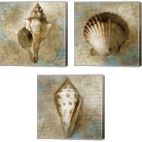 Framed 'Ocean Treasures 3 Piece Canvas Print Set' border=