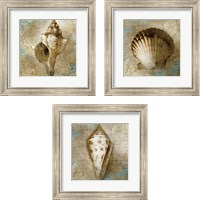 Framed 'Ocean Treasures 3 Piece Framed Art Print Set' border=