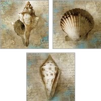 Framed 'Ocean Treasures 3 Piece Art Print Set' border=