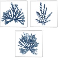 Framed 'Pacific Sea Mosses Blue on White 3 Piece Canvas Print Set' border=